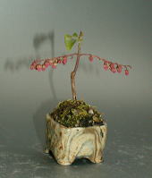 �O���F3.5cm