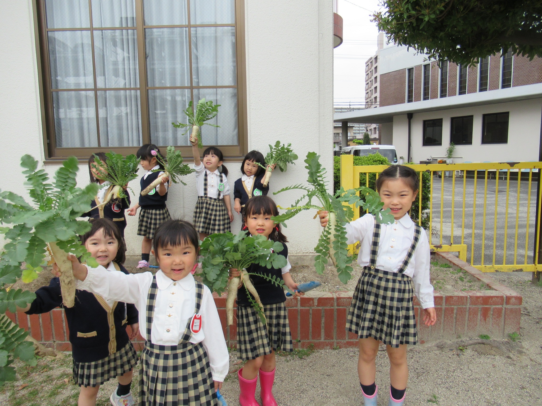 食育で芋掘り体験