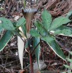 ܂ނ