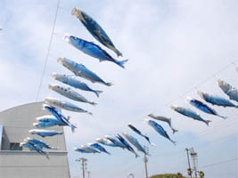 �J�c�I�̂ڂ�