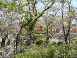 ���܂�̒�