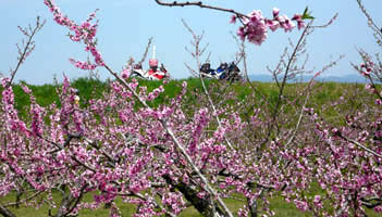 ���̉Ԃ���o�C�N��]��