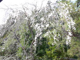 ������̎}�����