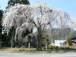 ��t���̎}�����