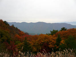 �[���_�p�m���}�������ԏ���̌i�F