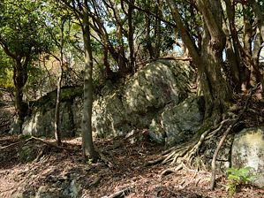 写真2 イシゴウか? 写真2