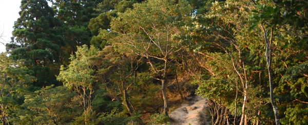 写真3 登山道 写真3 登山道