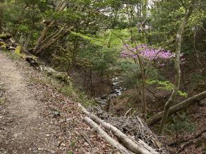写真2 菰野富士登山道 写真2 菰野富士登山道