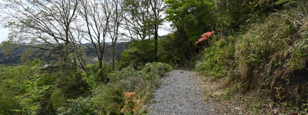 写真5 江野高原ツツジの群生地 写真5 江野高原ツツジの群生地