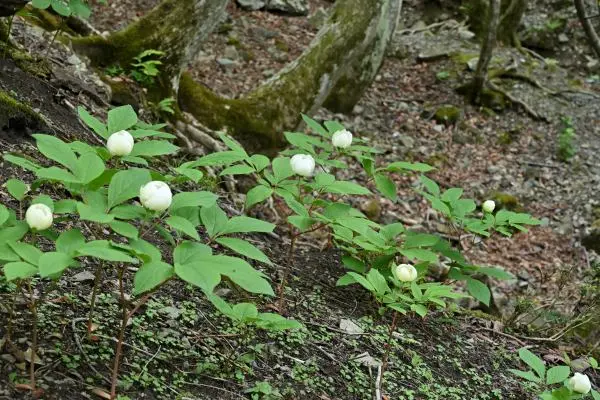 写真9 国見岳山頂から見る県境尾根 写真9 国見岳山頂から見る県境尾根