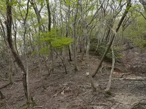 写真2 国見岳西尾根 1000m付近 写真2 国見岳西尾根 1000m付近