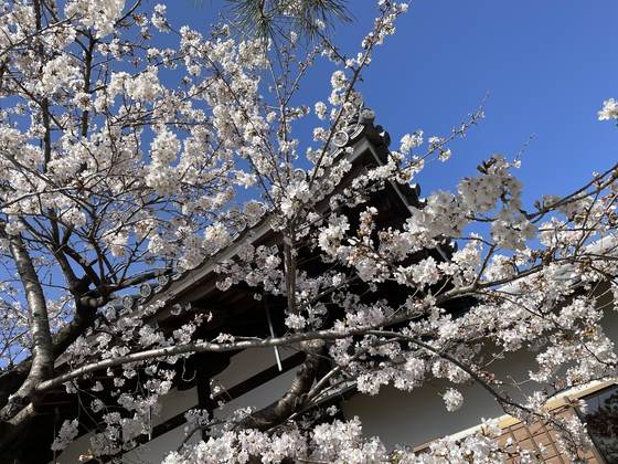桜と本堂