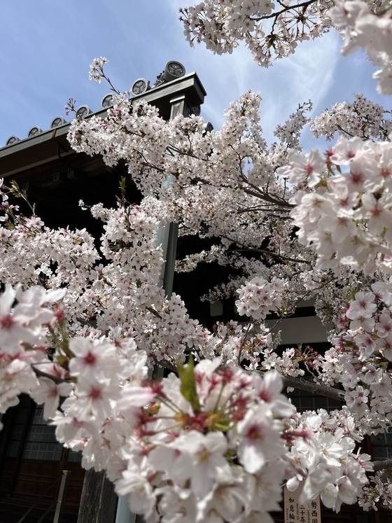 桜と札所札