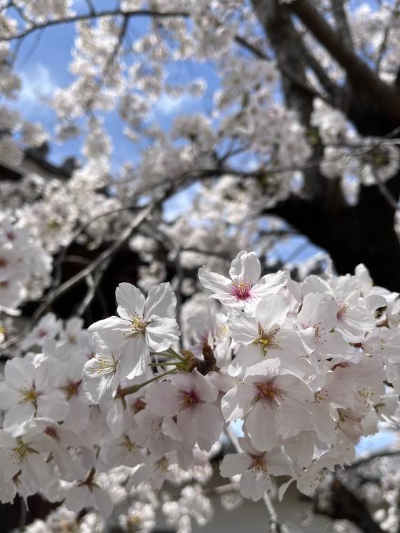 桜のクローズアップ