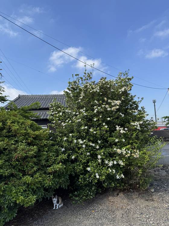 くちなしの花と境内の猫
