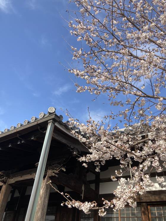 桜と本堂の軒
