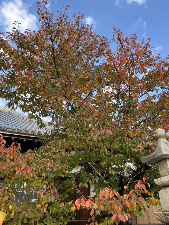 紅葉と本堂