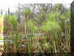 papirus014.jpg (40960 oCg)