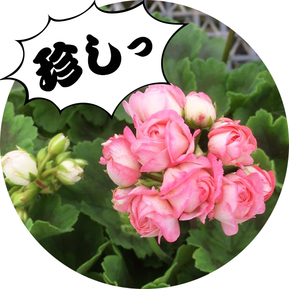 珍しいゼラニウムの取り扱い