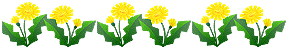 たんぽぽ