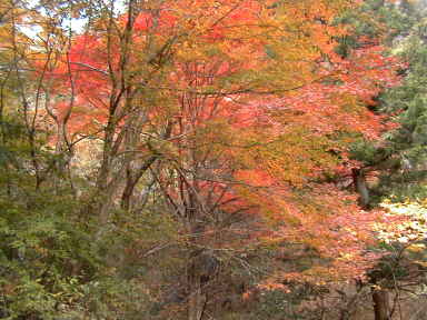 写真4 紅葉 写真4