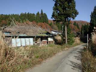 写真8 杉 写真8