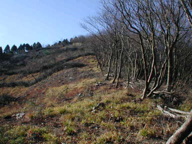写真7 谷山への登り 写真7