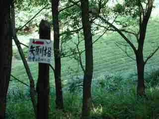 写真1 茶畑 「矢原川本谷」の標識 写真1 茶畑 「矢原川本谷」の標識