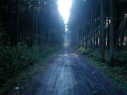 写真1 油日神社北側の林道 写真1