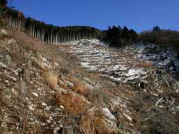 写真4 那須ヶ原山から伐採地を下る 写真4
