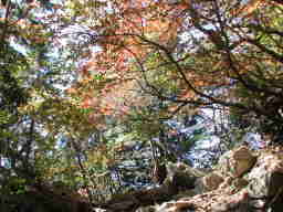 写真5 紅葉 写真5