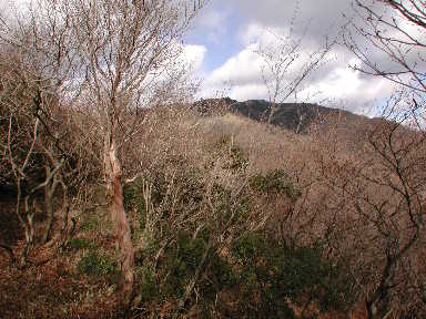 写真1 771m付近から入道ヶ岳 写真1
