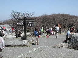写真5 朝陽台 ほとんど咲いていない 写真5