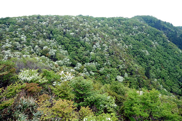 写真4 ヤシオ尾根 写真4