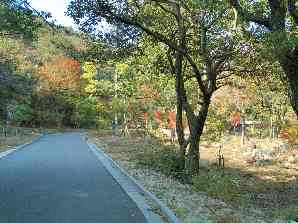 写真1 朝明渓谷にて 写真1