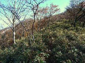 写真4 ヤシオ尾根へ 写真4