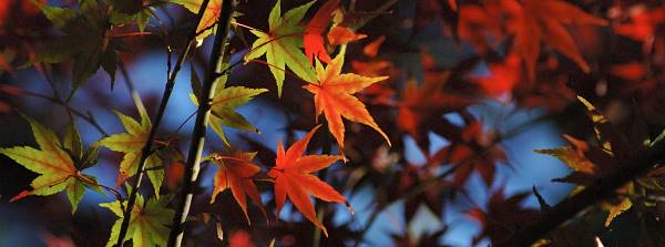 写真3 椿大神社にて 写真3
