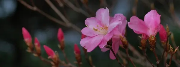写真6 アカヤシオ 地蔵岩付近にて 写真6
