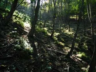 写真1 北尾根の植林帯が終わる 写真1