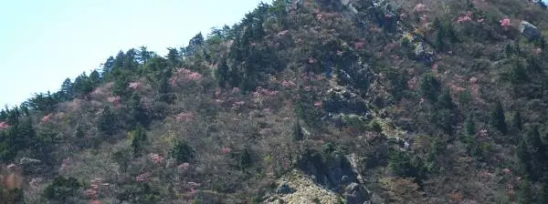 昨日、三ツ口谷左岸尾根 写真1