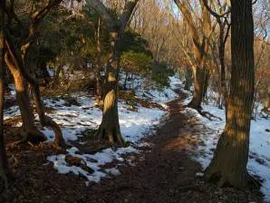 写真1 大貝戸道4合目 写真1