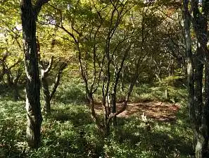 写真13 ヌタ場 写真13