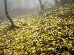 写真2 井戸谷登山道 写真2