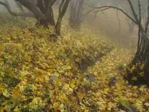 写真5 二本松尾根登山道 写真5