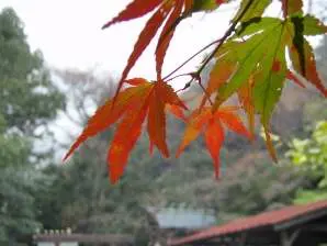 写真7 椿大神社にて 写真7