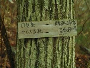 写真4 腰越峠道の分岐にて 写真4