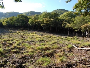 写真2 根ノ平峠西側 写真2