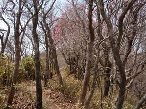 写真14 ヤシオ尾根の登山道 写真14 ヤシオ尾根の登山道