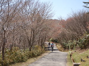 写真19 御在所岳遊歩道、アカヤシオは咲いていない 写真19 御在所岳遊歩道、アカヤシオは咲いていない