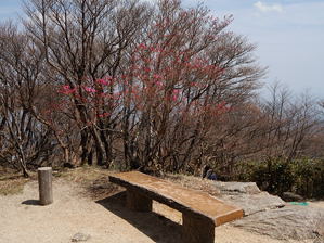写真21 御在所岳山頂・朝陽台、アカヤシオ開花 写真21 御在所岳山頂・朝陽台、アカヤシオ開花